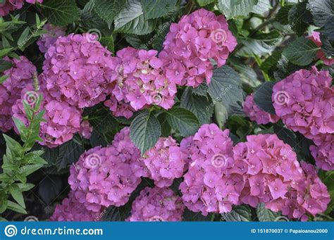 A valuable genus grown for their large and very showy flower heads, hydrangeas are at their best in summer and fall—a quiet time for. Pink And Yellow Hortensia Bush In The Garden,Hydrangea ...