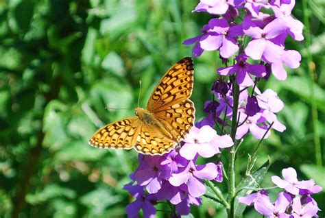 Butterfly And Western Wallflower In The Garden Wallflower Garden Landscaping Gardening