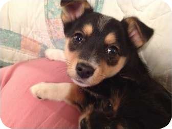 Find gifs with the latest and newest hashtags! LITTLE BOY | Adopted Puppy | waterbury, CT | Corgi/Yorkie ...