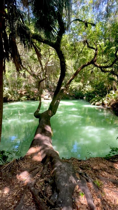 Green Springs Florida An Immersive Guide By Every Day A Vacation