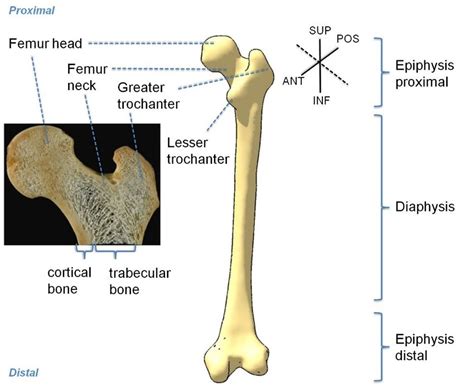 2 Cross Section Of A Human Proximal Femur Left Image And Scheme Of