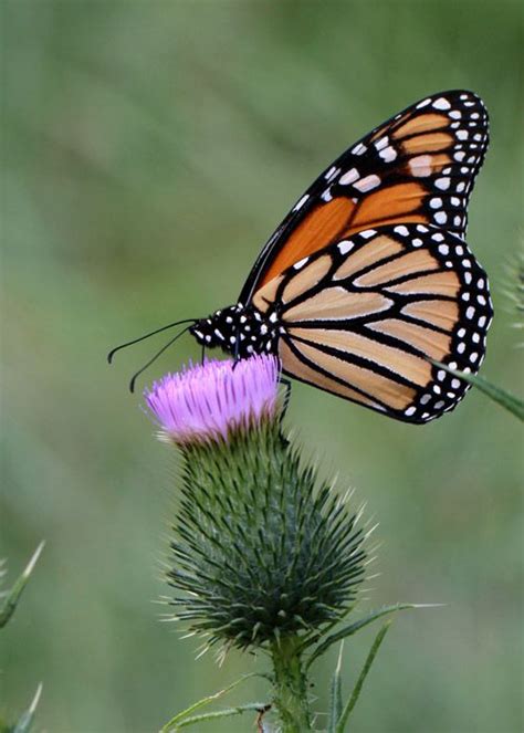 Monarch Butterflies Have Begun Migrating — The Peak Of Their Migration