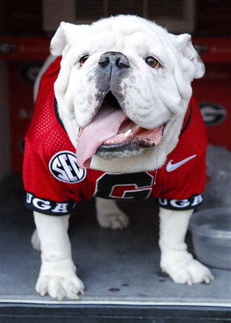 Wut Up Dawg Georgia Bulldogs Mascot Meets Butler University