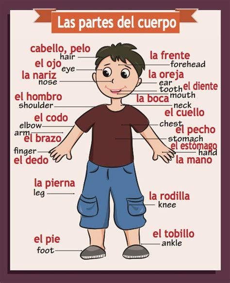 Spanishenglish Classroom Poster Body Parts Etsy Partes Del Cuerpo