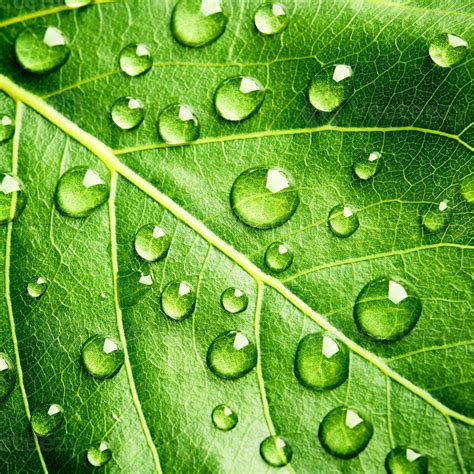 Green Leaf Beautiful Rain Water Drop And Leaf Texture Nature On Natural Green Stock