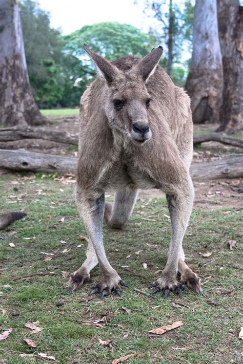 Why You Should Visit Lone Pine Koala Sanctuary On Your Next Aussie