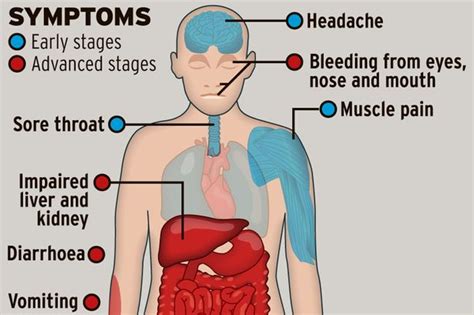 Gastrointestinal symptoms usually appear by the third day (nausea, vomiting. Marburg Virus on emaze