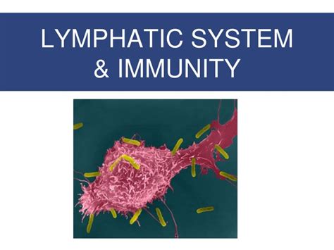Ppt Lymphatic System And Immunity Powerpoint Presentation Free