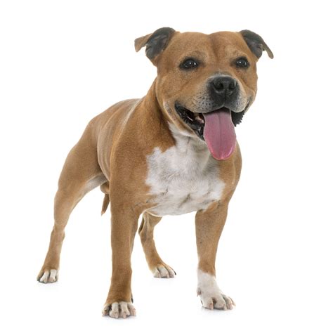 Staffordshire Bull Terrier Breed Guide Petbarn