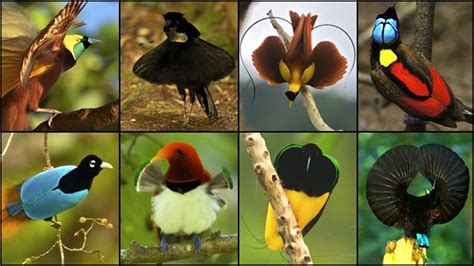 The Unbelievable World Of The Birds Of Paradise Ever Widening Circles — Ewc