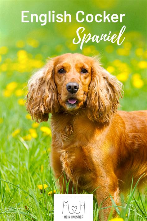 English Cocker Spaniel Steckbrief | Hunderassen, Hunde ...