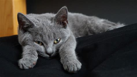 Chartreux History Personality Appearance Health And Pictures