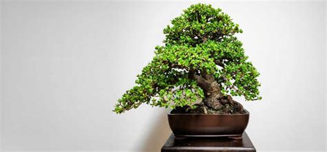 Home And Hobby Portulacaria Afra Bonsai Tree 20 Year Old Plant Floral