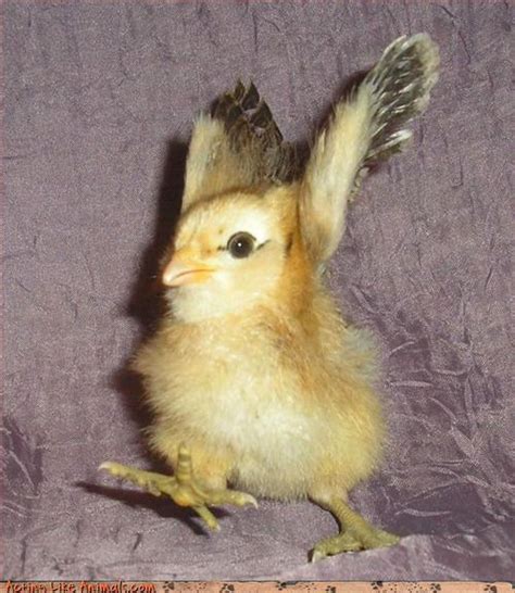 Animals - Random Photo (10458823) - Fanpop