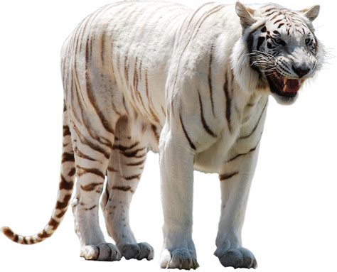 Tigre Branco Png Mart
