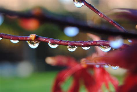 Free Images Nature Outdoor Branch Blossom Droplet Drop Dew