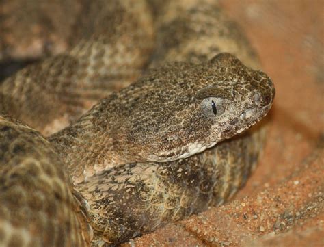 It inflicts a painful bite which can be fatal, especially. The Top 10 Deadliest Snakes in North America | OutdoorHub