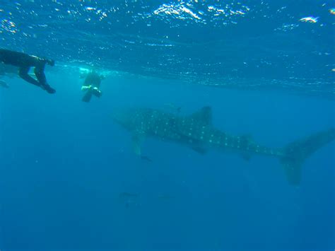 Swimming With Whale Sharks In Mozambique Liquid Dive Adventures