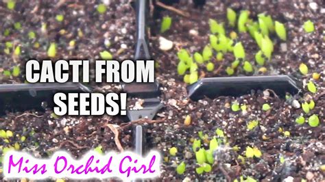 Cactus seeds are notoriously slow to sprout, requiring two months or more to germinate. Starting Cacti from seed - YouTube