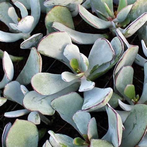 Cotyledon Orbiculata Elk Horns Gray Green Long Finger Like Waxy