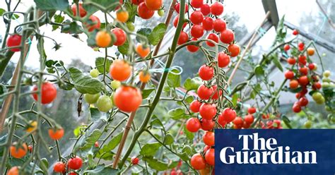 Give Your Tomato Plants A Fighting Chance Life And Style