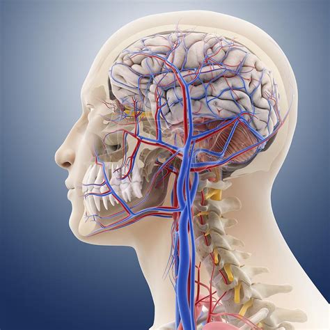 Occipital neuralgia is caused due to irritation or injury to the occipital nerve. Head and neck anatomy, artwork Photograph by Science Photo ...