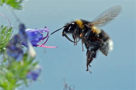 Bumblebee Conservation Trust