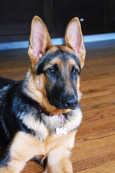 If This Isnt The Most Perfect German Shepherd I Dont Know What Is