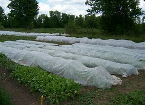 Image result for Beautiful vegetable gardens with row covers
