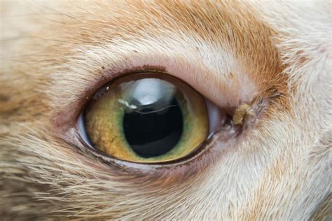 Other causes include toxoplasmosis, fip, fungal infections, etc. Cat Eye Problems - Eye Inflammation, Uveitis, Conjunctivitis