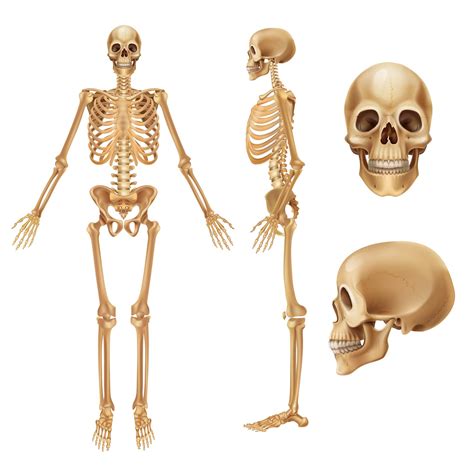 Facts About The Skeleton System MooMooMath And Science