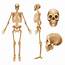 13 Facts About The Skeleton System  MooMooMath And Science