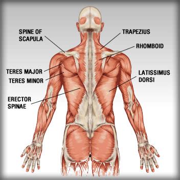 Check spelling or type a new query. back muscles - ALLMAX Nutrition