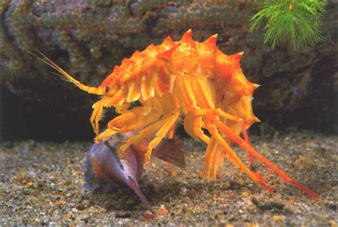 Amphipod Eating A Fish Marine Algae And Invertebrates Pinterest