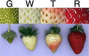 Images Of Representative Strawberry Fruits Corresponding To The Four