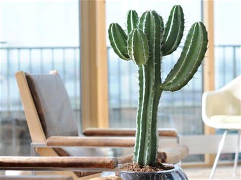 There is no denying that they are nice plants with strong a living room that has good feng shui is a calm and secluded place where you can feel comfortable, rest and relax. Metti un cactus in casa o in ufficio e scopri il suo ...