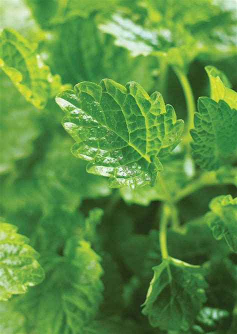 Growing medicinal herbs is easy. Growing a Medicinal Herb Garden