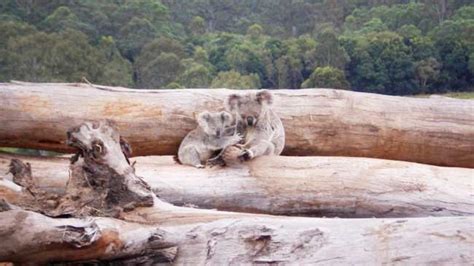 Peristiwa ini memicu pihak berwenang untuk melakukan penyelidikan lebih lanjut. Hutan di Australia Kembali Terbakar, 30% Populasi Koala ...