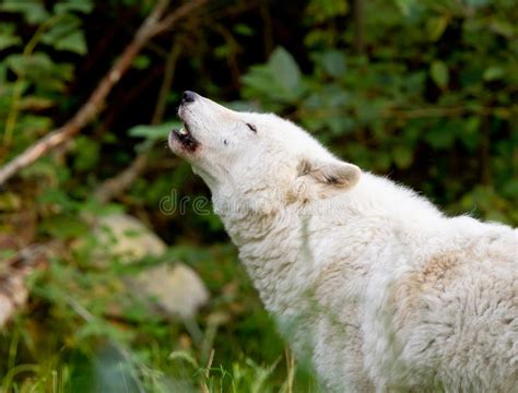 506 Howling Wolf Pack Photos Free And Royalty Free Stock Photos From