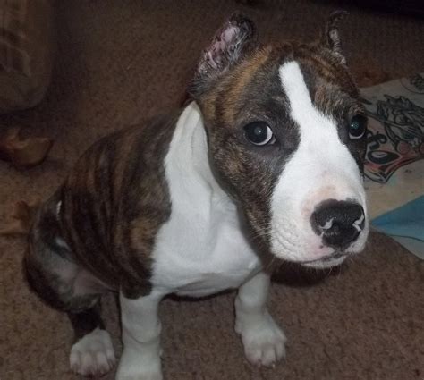 I had a bottle at home. NoVACAIN Kennels: Ear Cropping............