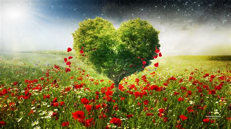 Green Love Heart Tree Poppies Wallpapers Hd Wallpapers Id 18530