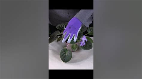 How To Prune African Violets Youtube