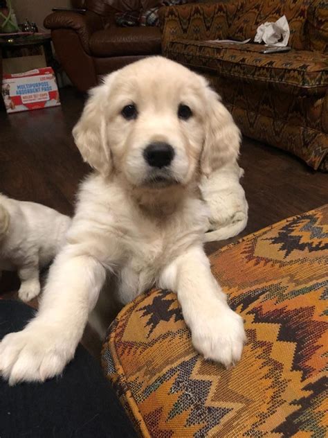 The puppies are very friendly with excellent temperaments. Golden Retriever Puppies For Sale | Rochester, MI #323139