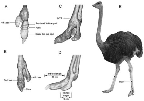 Plantar Pressure Distribution Of Ostrich During Locomotion On Loose