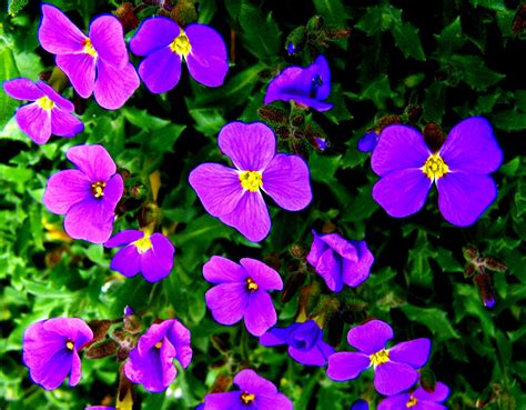 Free Images Lawn Flower Purple Petal Spring Garden Flora