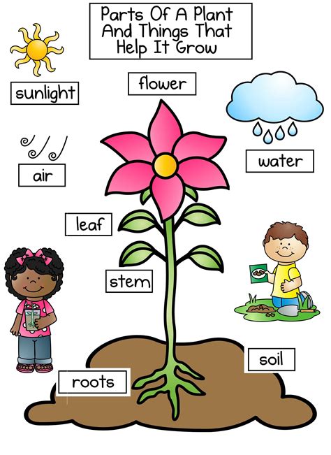 List Of Plant Life Cycle For Kids Video 2022 Plantnews