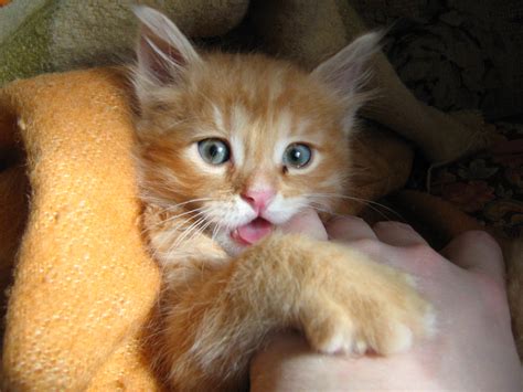 Filelittle Kitten Wikimedia Commons