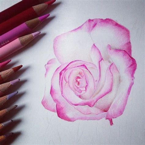 The flower is painted in a la prima technique original watercolor painting medium: Coloured pencil rose • Work @jknightart • Use tag #nawden ...