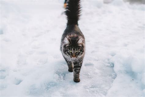 Top 70 Best Winter Cat Names For Boys And Girls