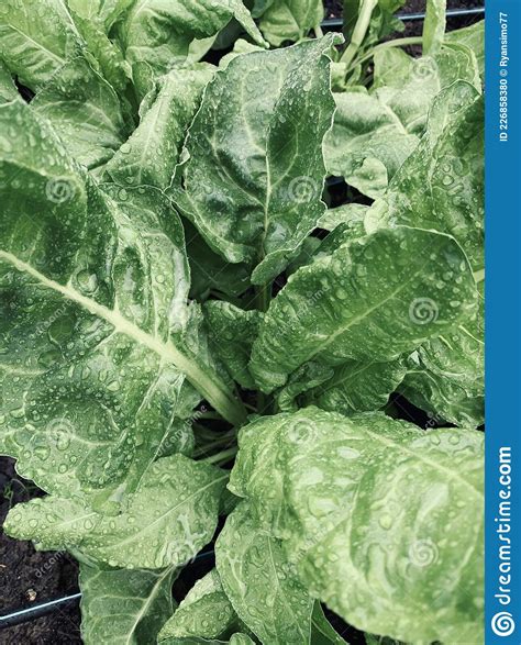 Spinach Plant Stock Photo Image Of Growth Foodbank 226858380